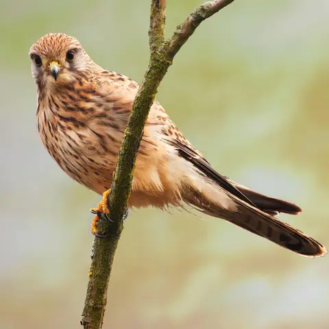 Eurasian Kestrel