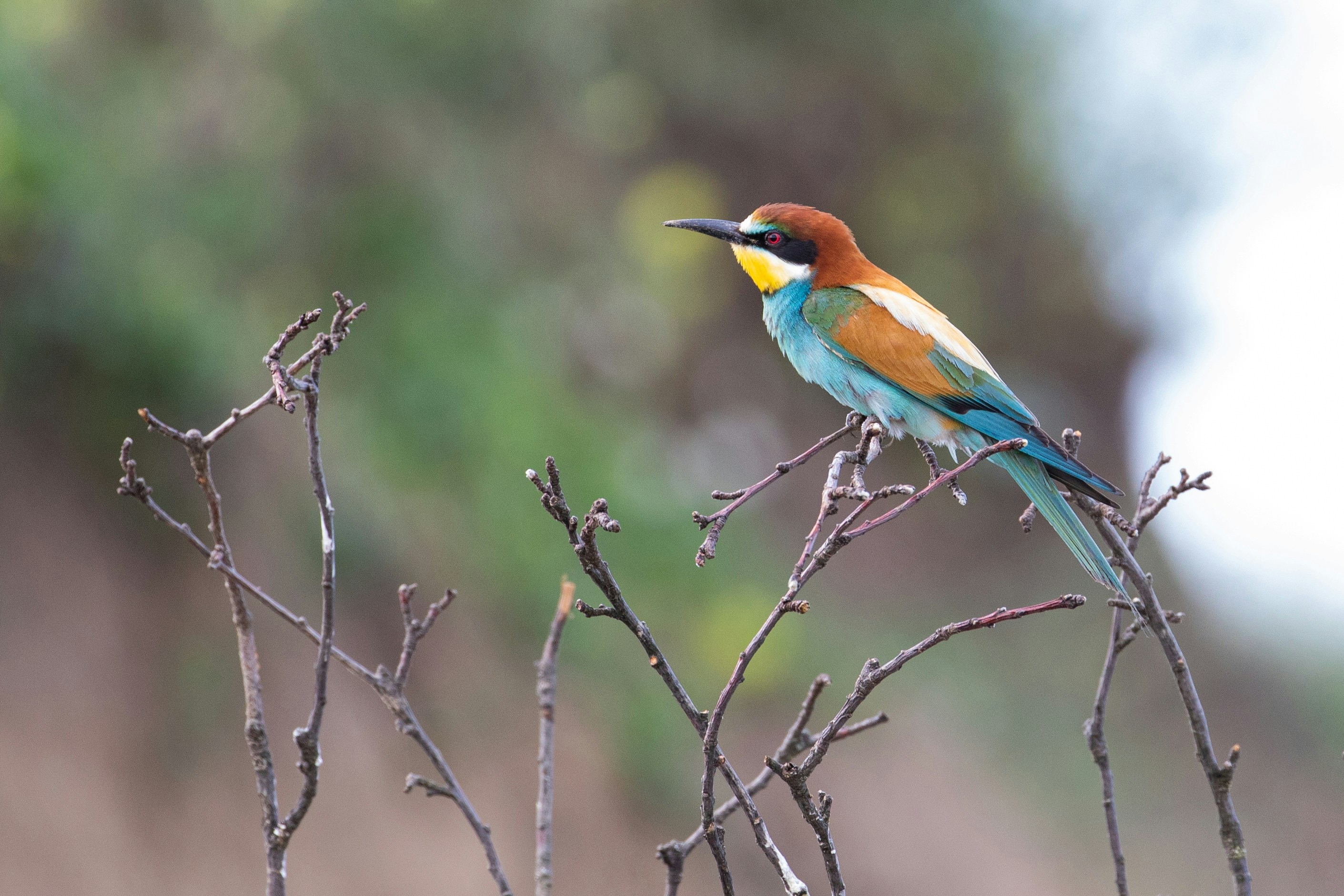 European Bee-eater