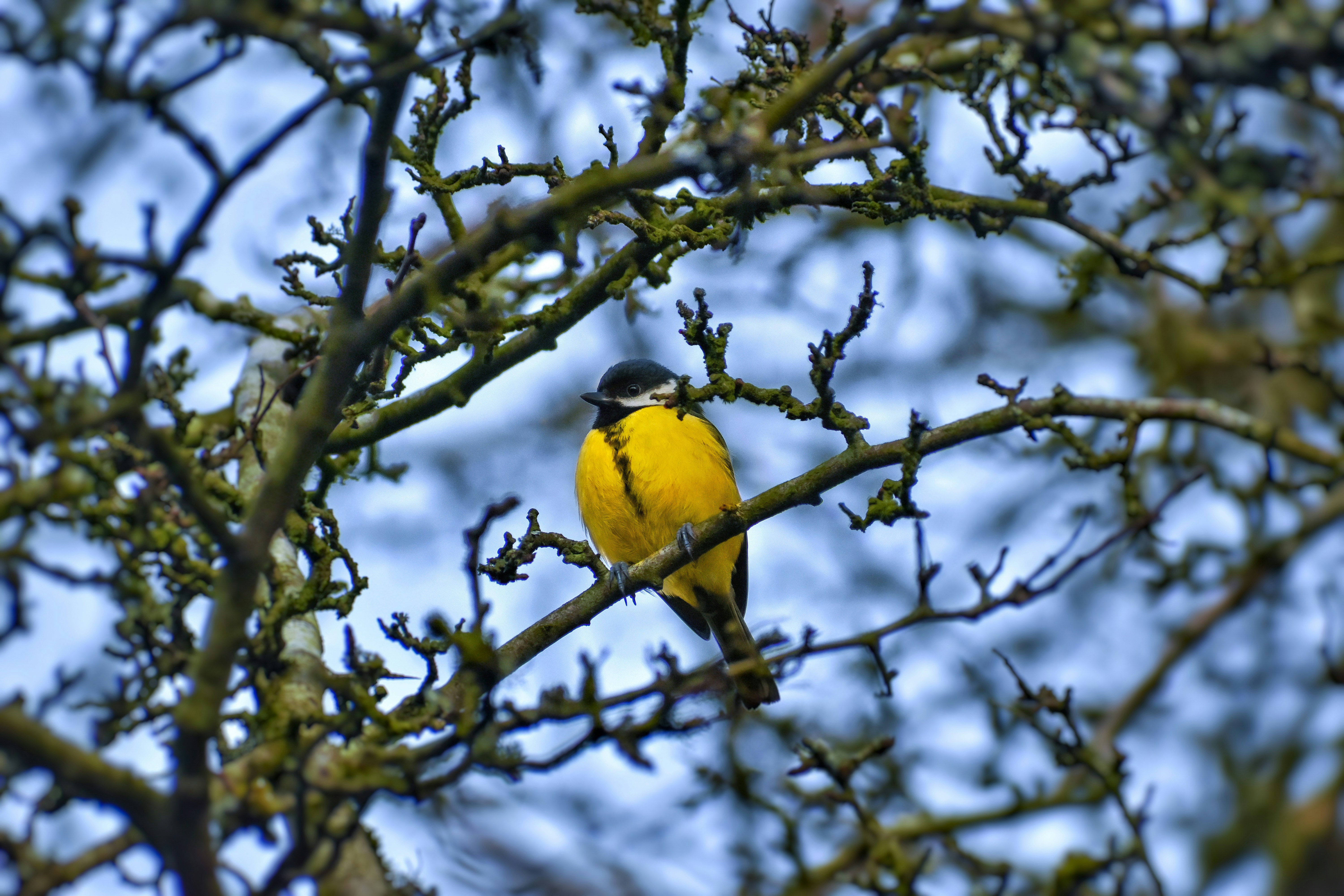 Great Tit