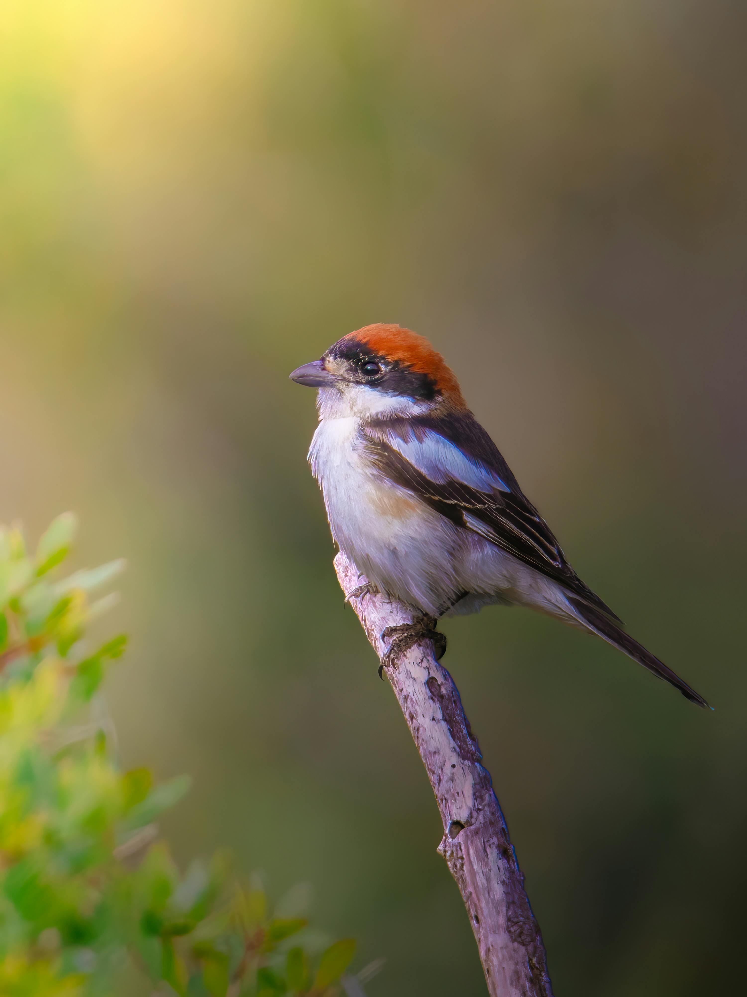 Woodchat Shrike