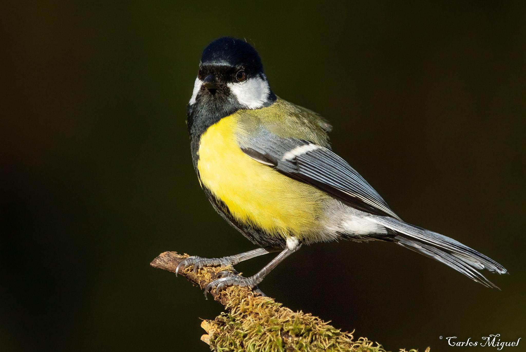 Great Tit