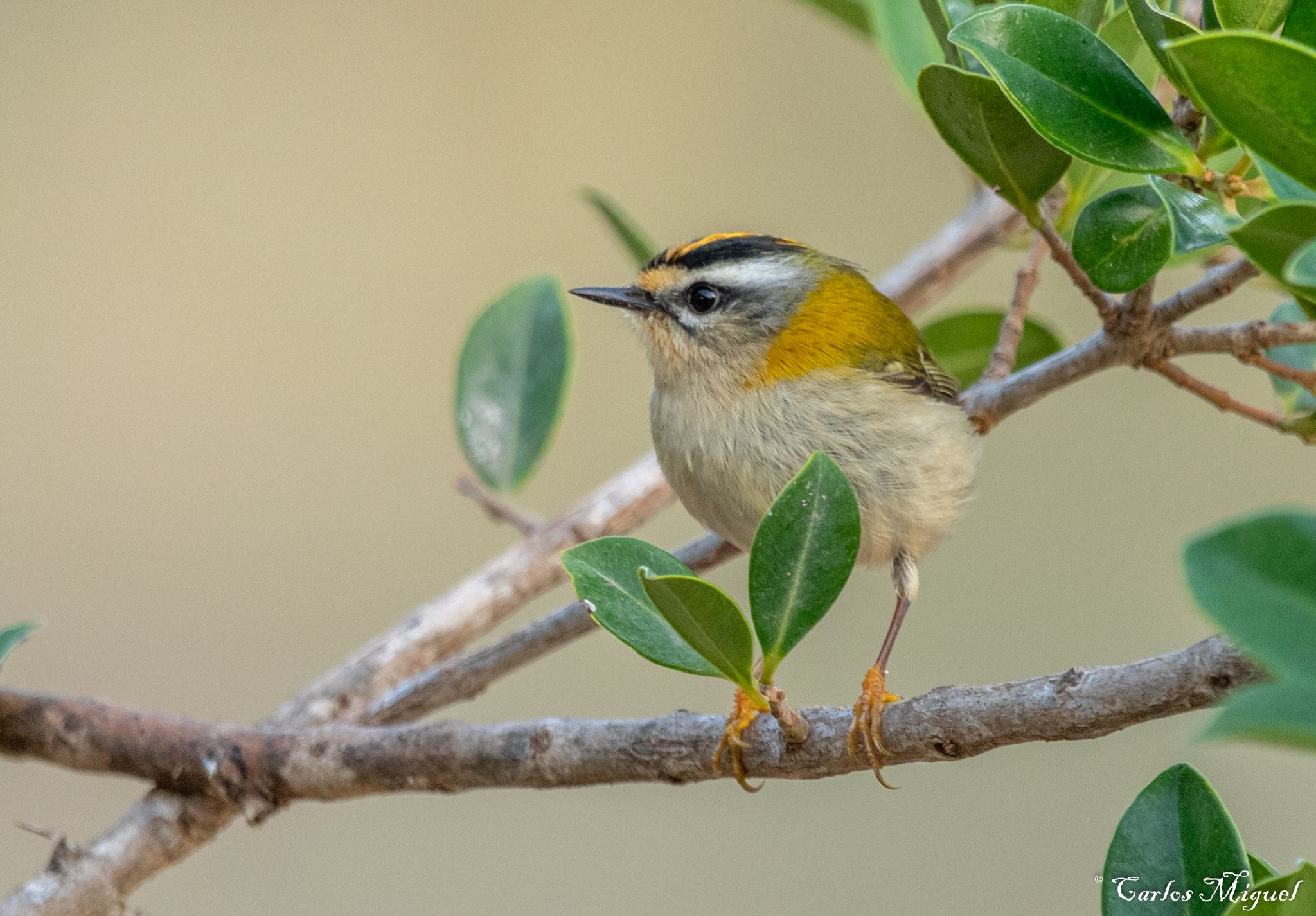Common Firecrest