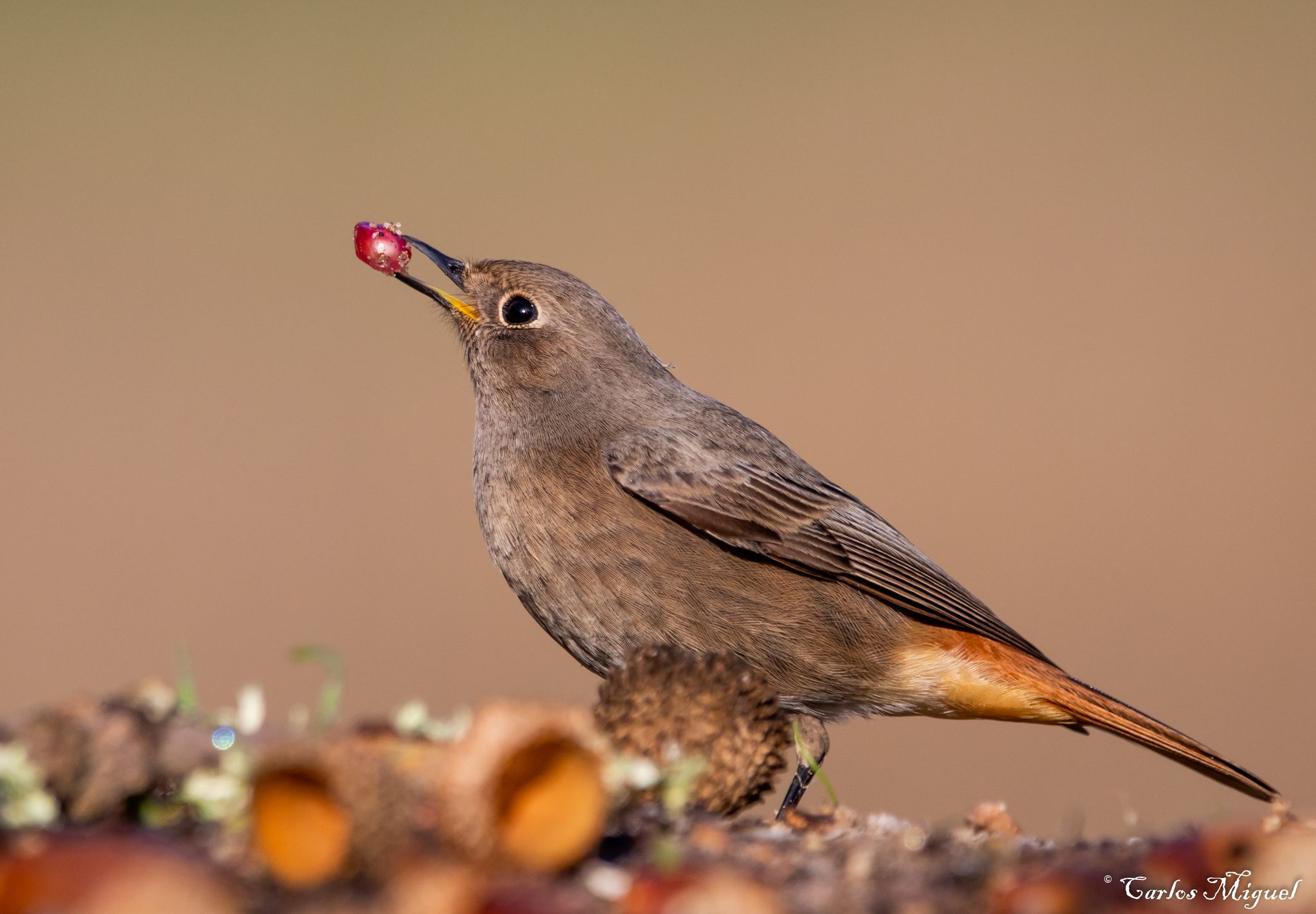 Black Redstart