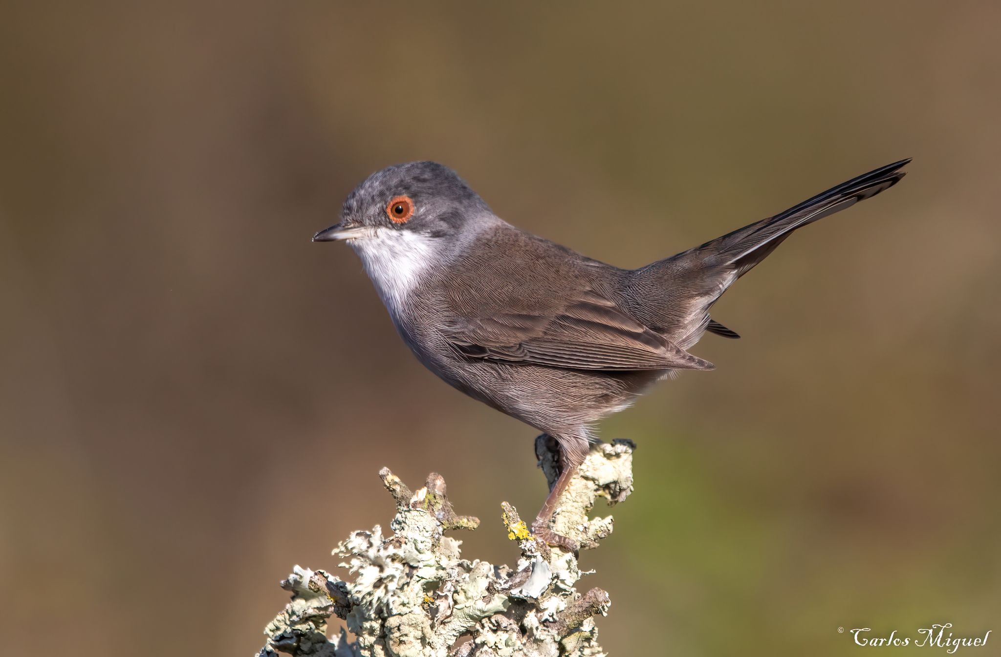 Sardinian Warbler