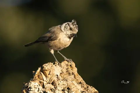 Crested Tit