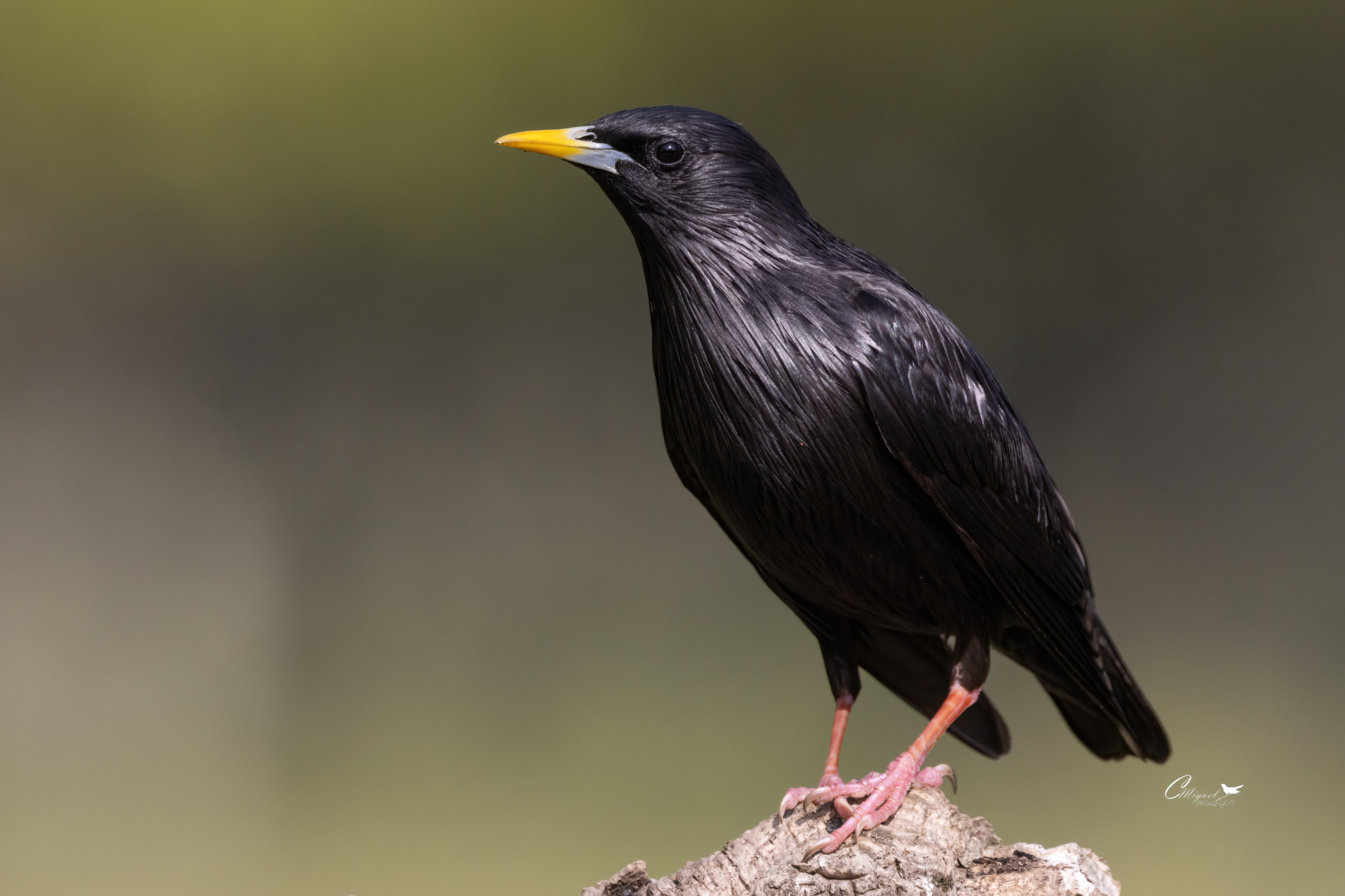 Spotless Starling