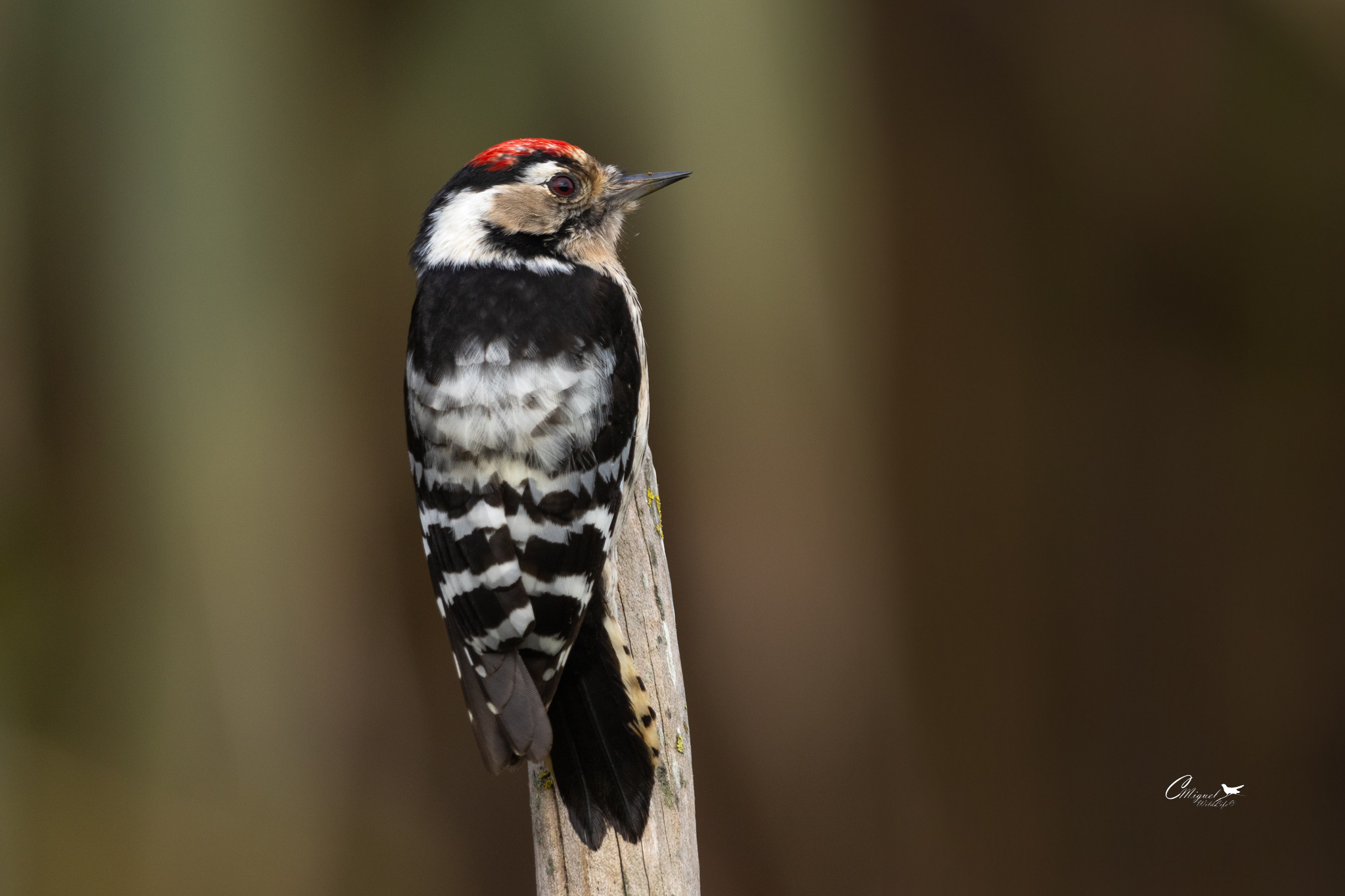 Lesser Spotted Woodpecker