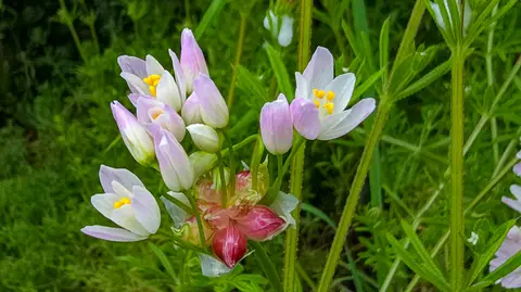 Rosy Garlic