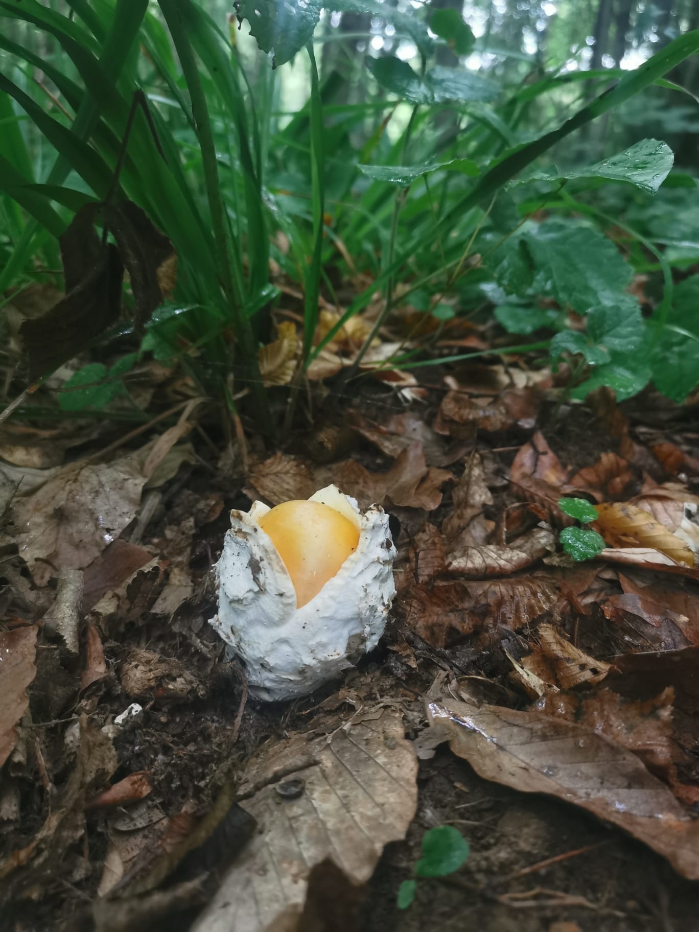 Amanita-dos-césares