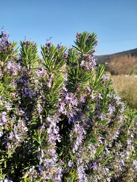 Rosemary