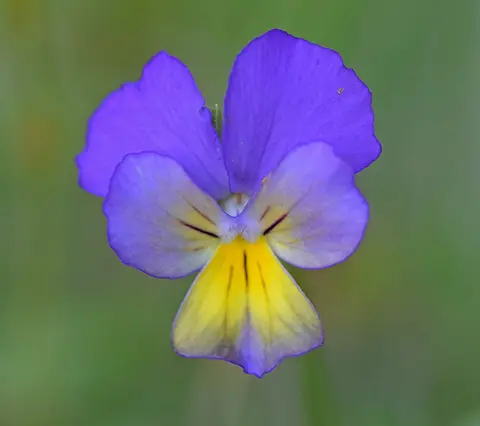 Wild Pansy